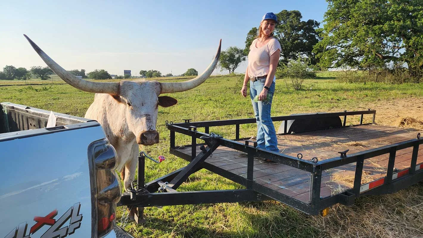 Longhorn Ranching for Beef