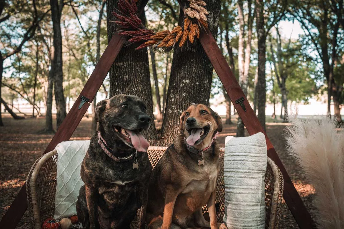 Ranch Dogs