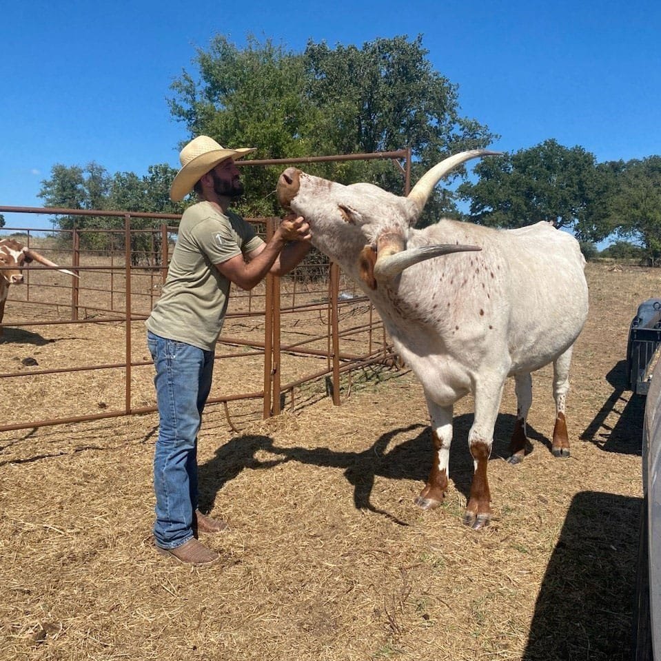 Texas Rancher that Cares for his Cattle Texas Rancher that Cares for his Cattle