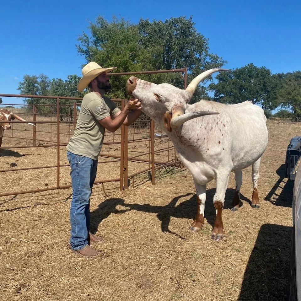 Texas Rancher that Cares for his Cattle Texas Rancher that Cares for his Cattle