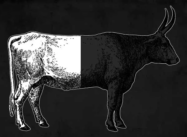 Buy Half Cow Grass-Fed Beef