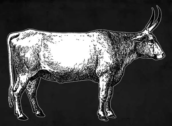 Buy Whole Cow Grass-Fed Beef