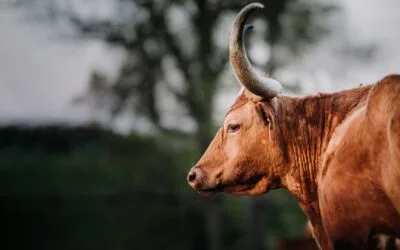 Healthy Beef: Nutrient-Rich, Longhorn Beef