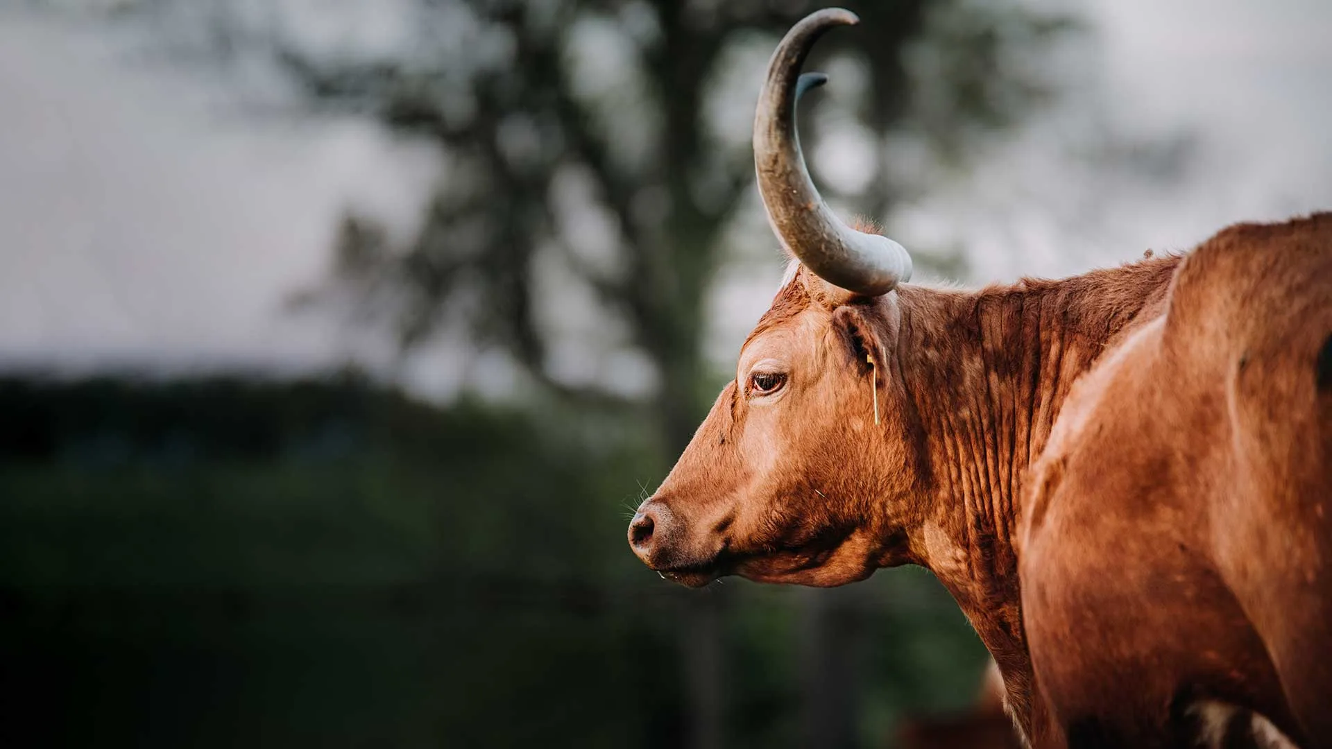 Healthy Beef: Grass-Fed Longhorn Beef