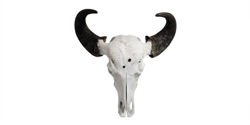 Buffalo Skull for Sale_Bill