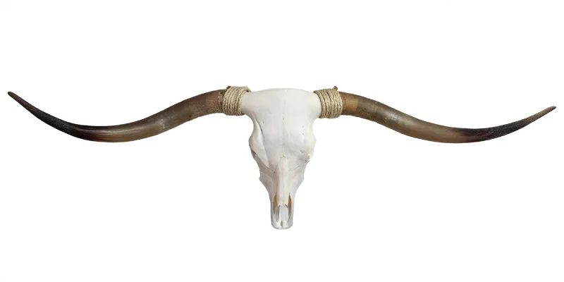 Longhorn Skull for Sale - Leelee
