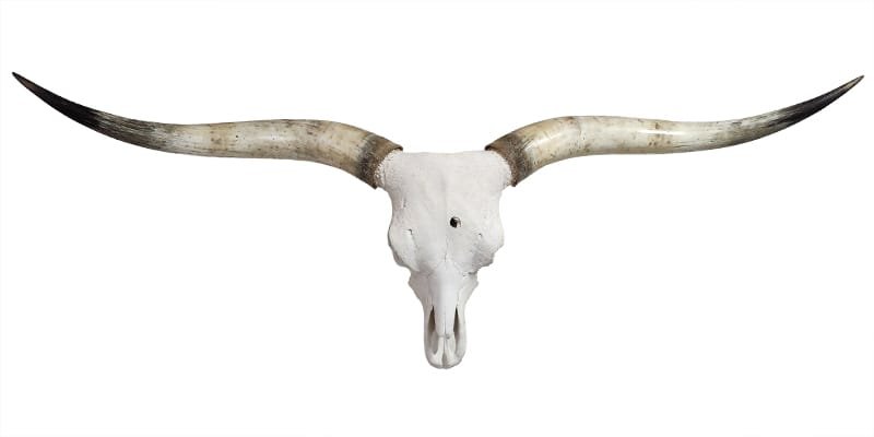 Longhorn Skull for Sale - Pete