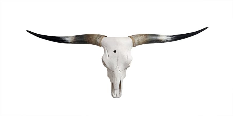 Longhorn Skull for Sale - Speedbump