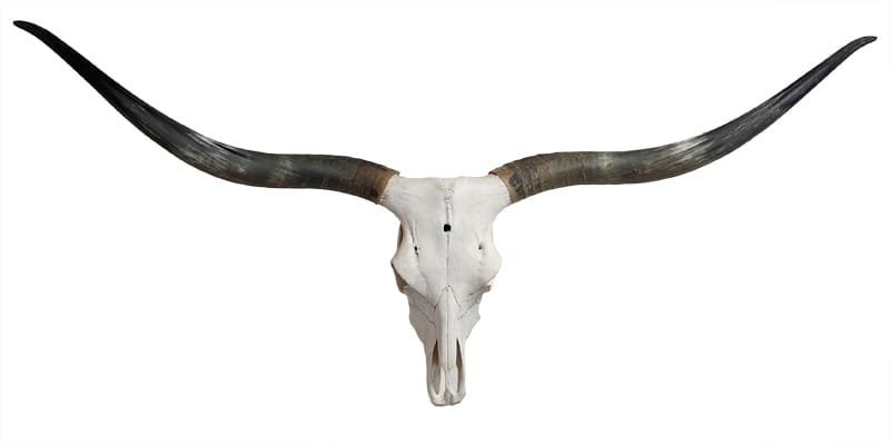 Longhorn Skull for Sale - Wilma