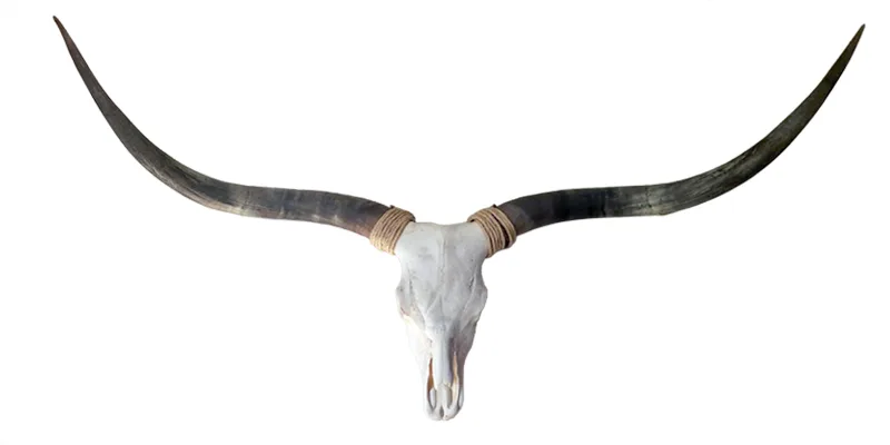 Longhorn Skull for Sale - Ellie
