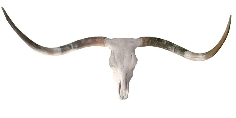 Longhorn Skull for Sale - Grant