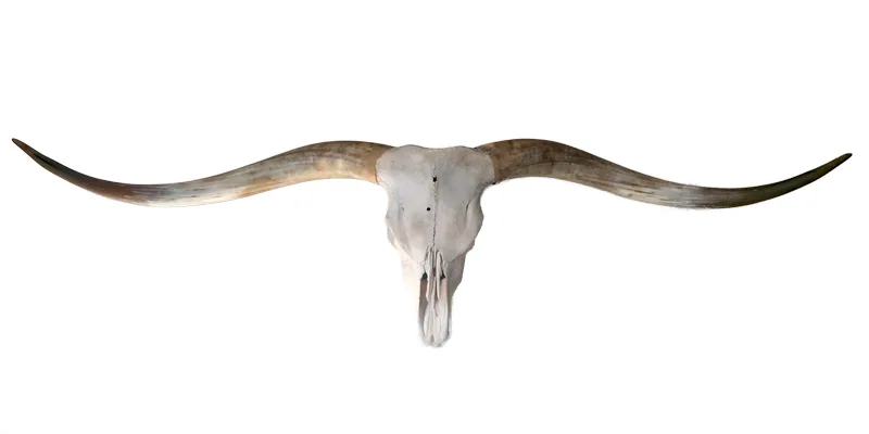 Longhorn Skull for Sale - Martin