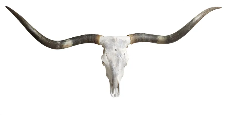 Longhorn Skull for Sale - Beth