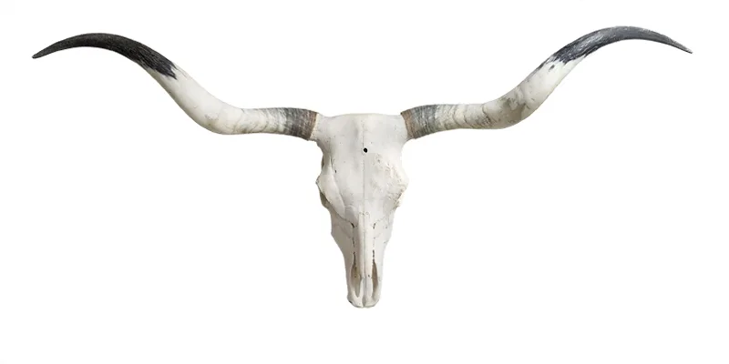 Longhorn Skull for Sale - Diane